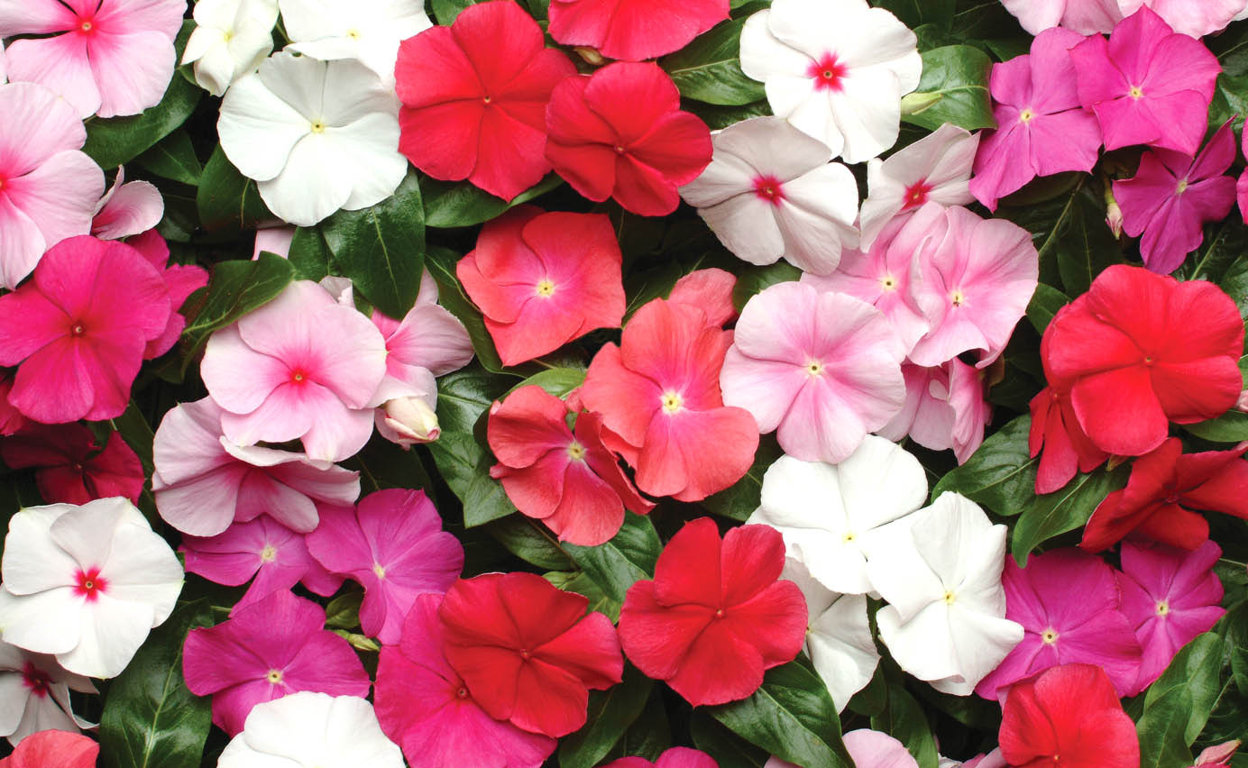 ビンカ　パシフィカXP シリーズ