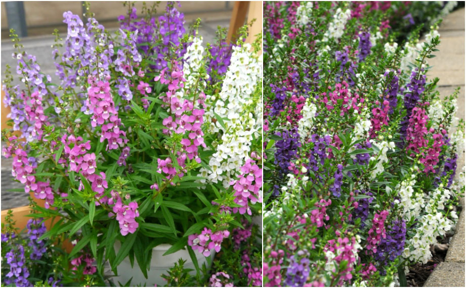 アンゲロニア F1　セレニータ シリーズ