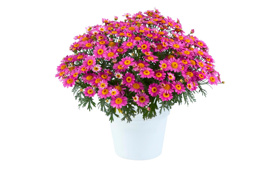 ♡認定♡モーリー　♪開花中♪ マーガレット ロリーズ (Lollies)｜WEBカタログ｜未来アグリス株式会社