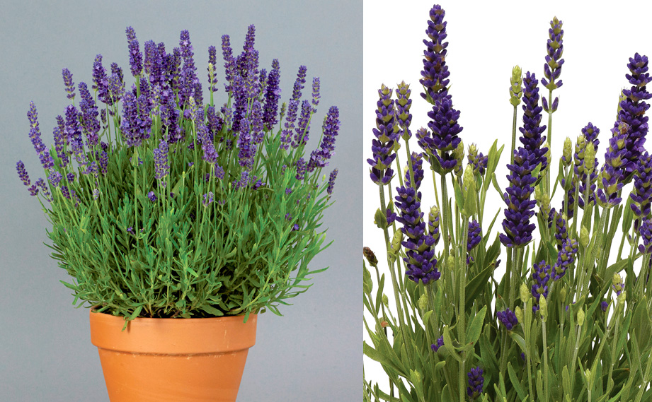 ラベンダー様オーダー ラベンダー様オーダー