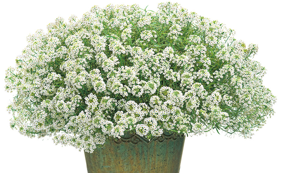 スーパーアリッサム　フロスティーナイト