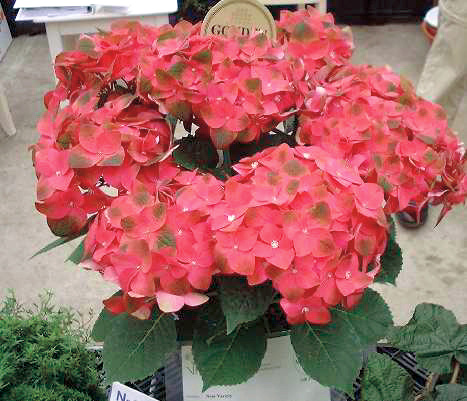 ハイドランジア グリーンシャドウ｜WEBカタログ｜未来アグリス株式会社