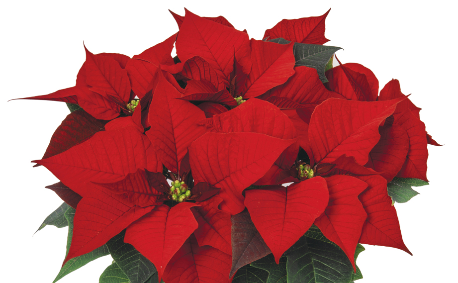 ポインセチア　アトランティックアーリーレッド