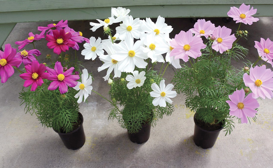 コスモス アポロ シリーズ｜WEBカタログ｜未来アグリス株式会社|未来