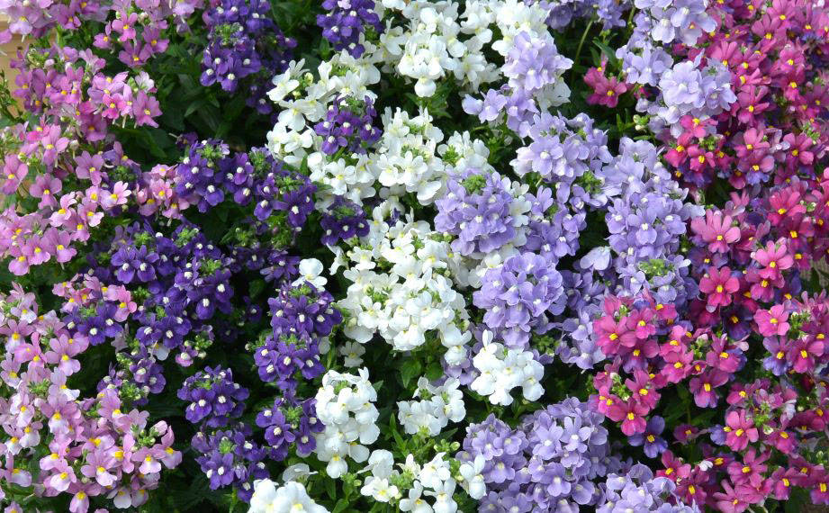 ネメシア　アレンジ シリーズ