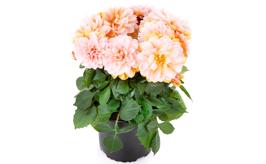 ダリア　ラベラ・グランデ