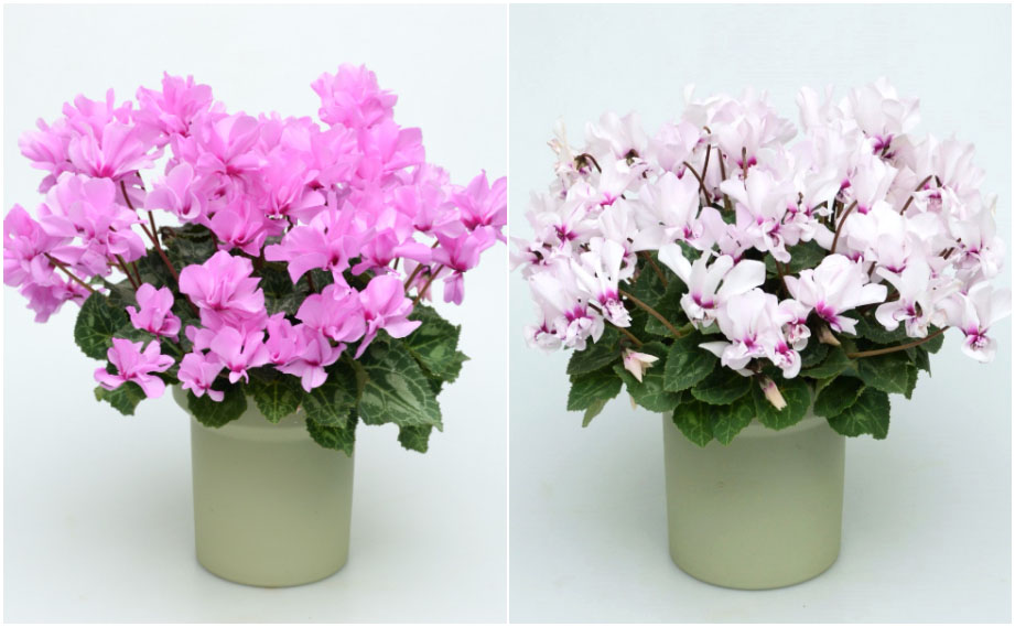 シクラメン F1　プティムーラン