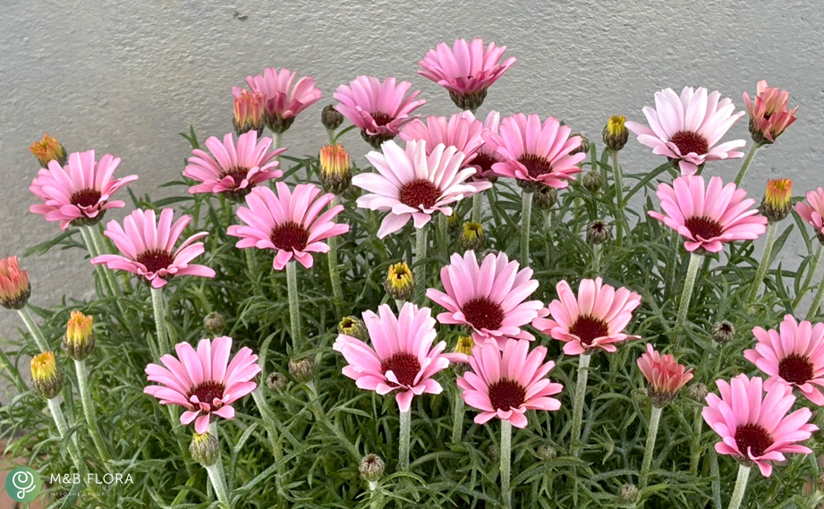 ローダンセマム　プリマリア