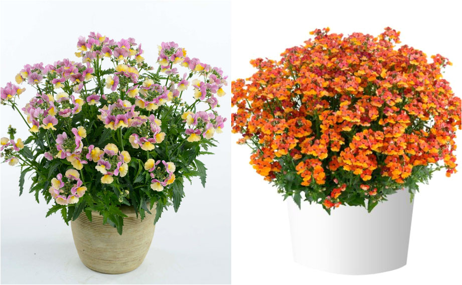 ネメシア ネシア｜WEBカタログ｜未来アグリス株式会社|未来アグリス