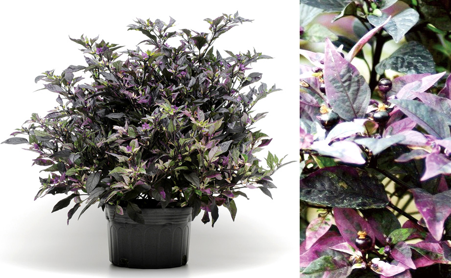 カプシカム　パープルフラッシュ