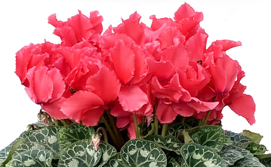 シクラメン 田中パステル シリーズ｜WEBカタログ｜未来アグリス株式