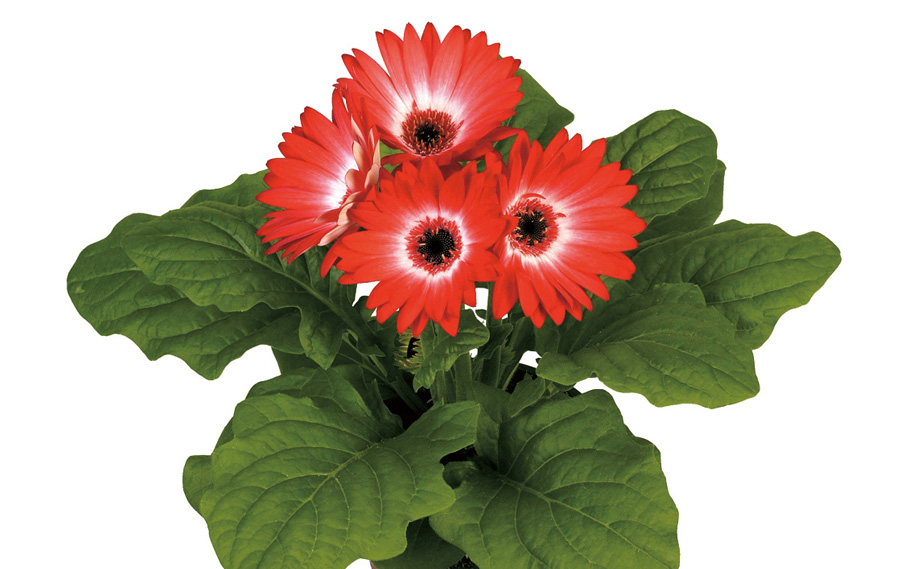 Johnny&#39;s - ガーベラ 楽天市場】 花の苗 > カ行 > ガーベラ Gerbera : Ivy