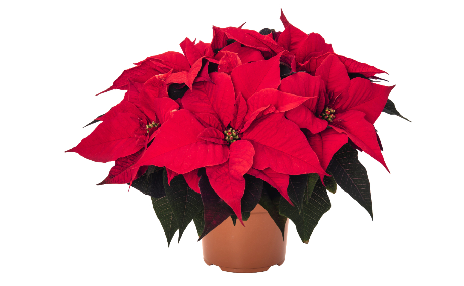 ポインセチア　イタリアンレッドグランデ