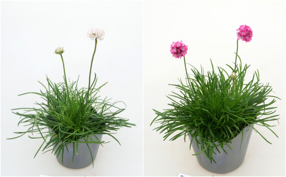 アルメリア　アルマダ シリーズ