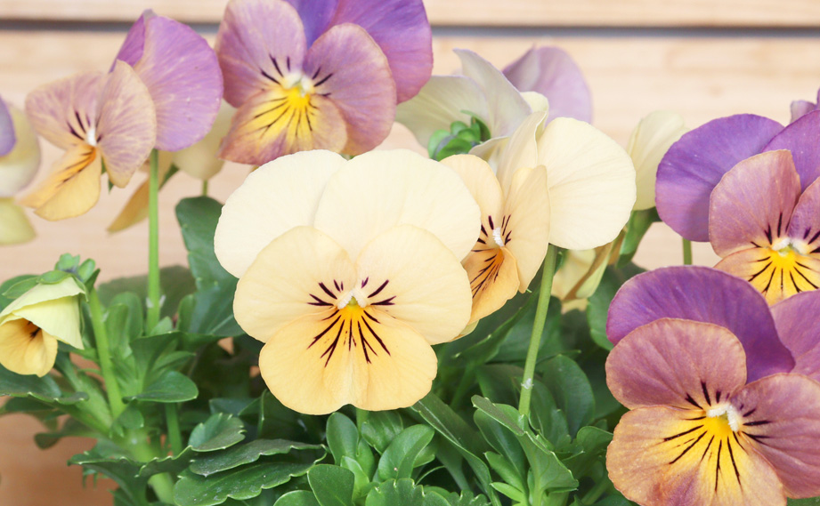 ビオラ パンプキン｜WEBカタログ｜未来アグリス株式会社|未来アグリス