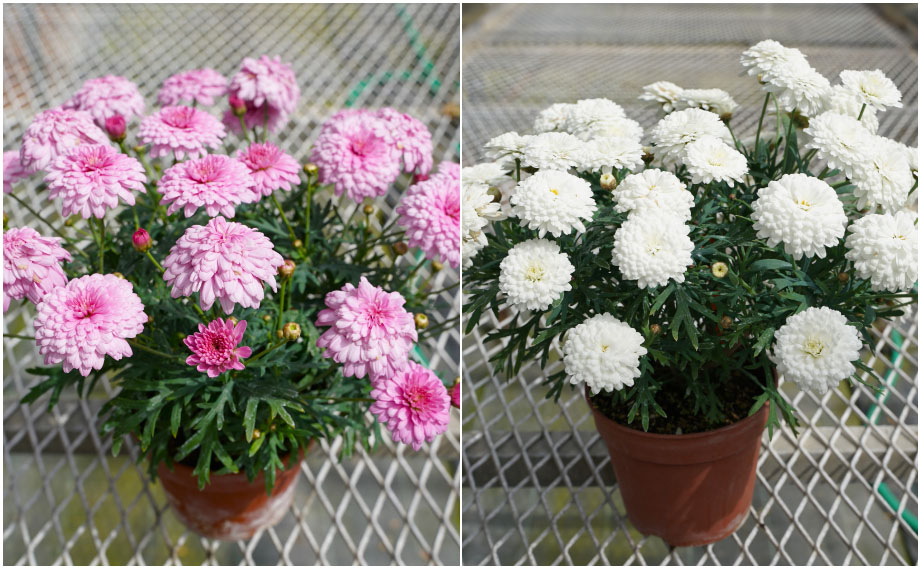 マーガレット スフレ｜WEBカタログ｜未来アグリス株式会社|未来