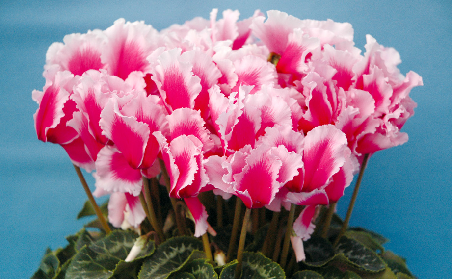 シクラメン シャイニーピンクウェーブ｜WEBカタログ｜未来アグリス株式