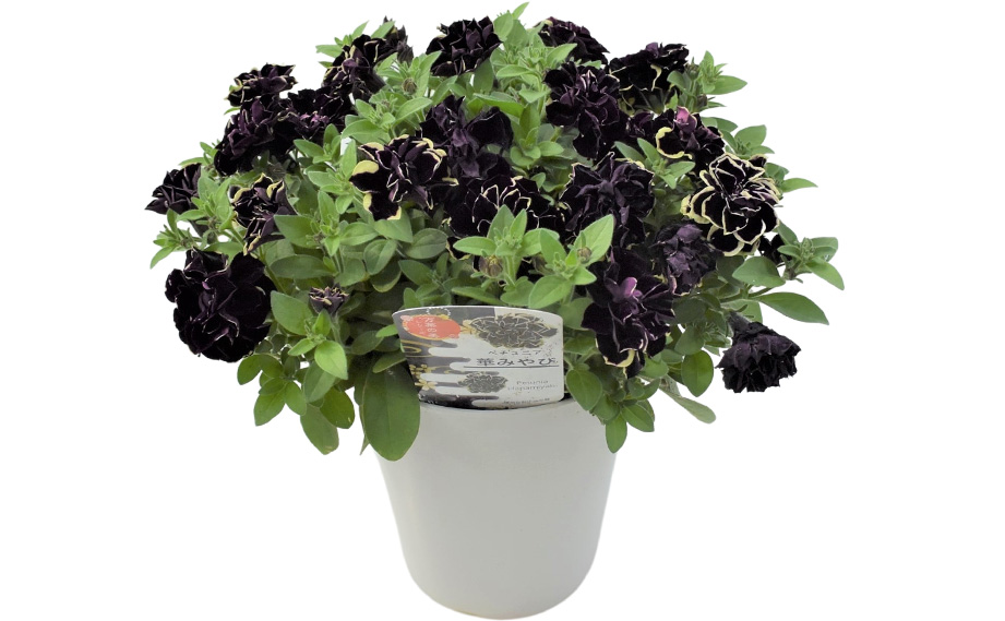 ペチュニア 万葉の美　華みやび