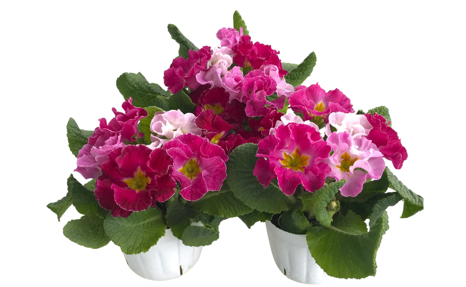 タグ付 TOCCA 洗える PRIMULA プリムラ ドレス フラワー刺繍 プリムラ ポリアンサ パーティドレス｜WEBカタログ｜未来アグリス株式