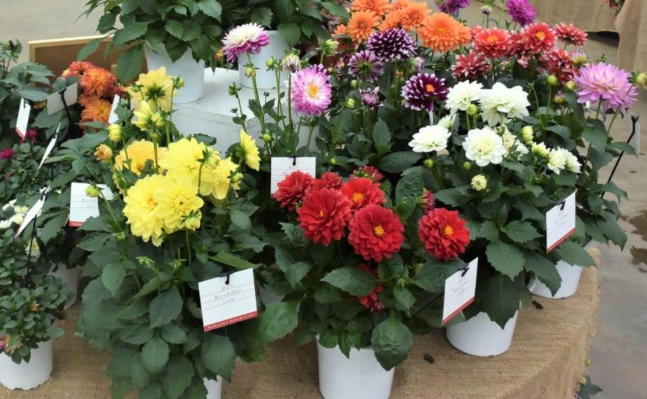 ダリア マキシ シリーズ｜WEBカタログ｜未来アグリス株式会社|未来