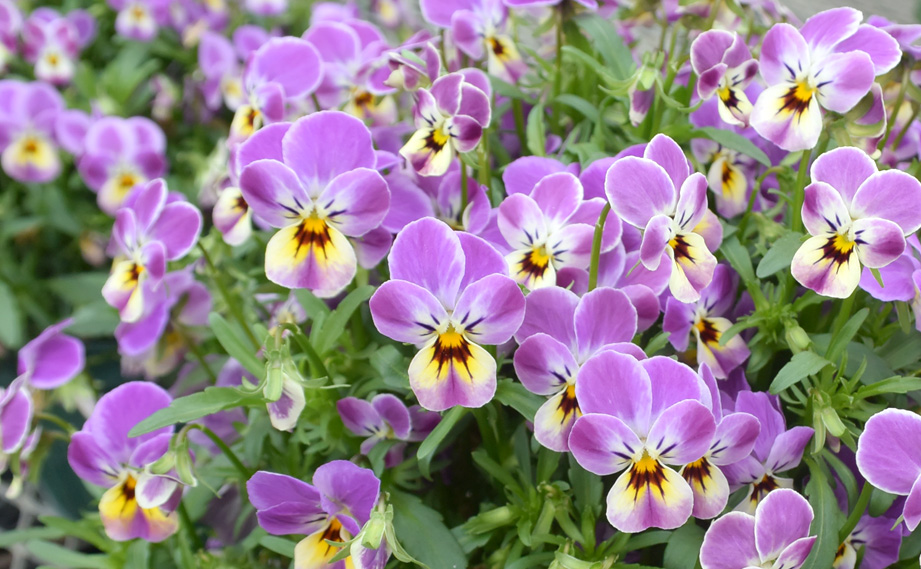 商品一覧｜WEBカタログ｜未来アグリス株式会社|未来アグリス株式会社