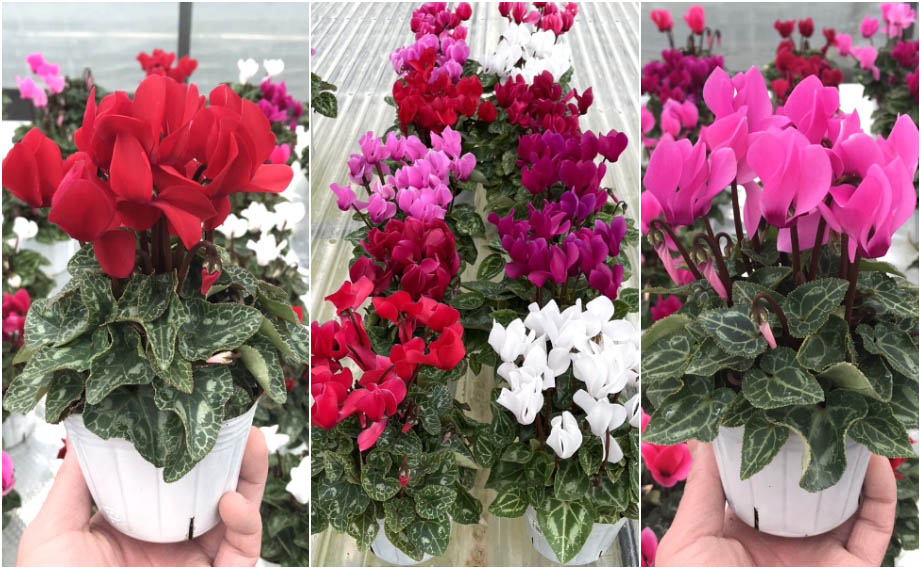 シクラメン スマーティス Kミックス｜WEBカタログ｜未来アグリス株式