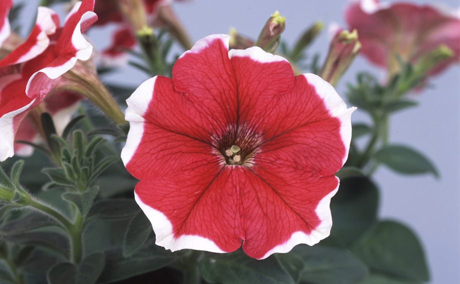 kirkxxx1 未草５種類セット◌。˚✩（開花間近 若苗&春発芽幼苗） 387456.jpg