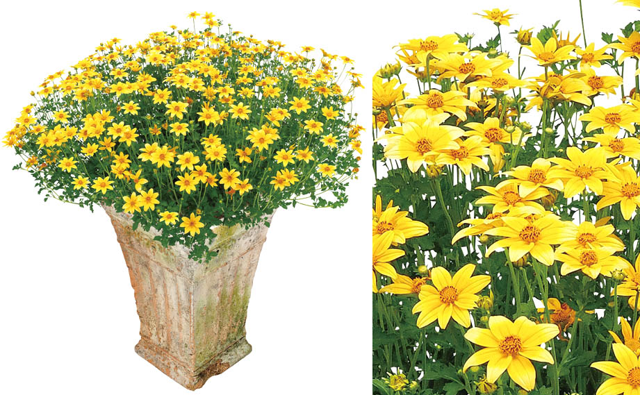 ビデンス　キャンプファイヤー シリーズ