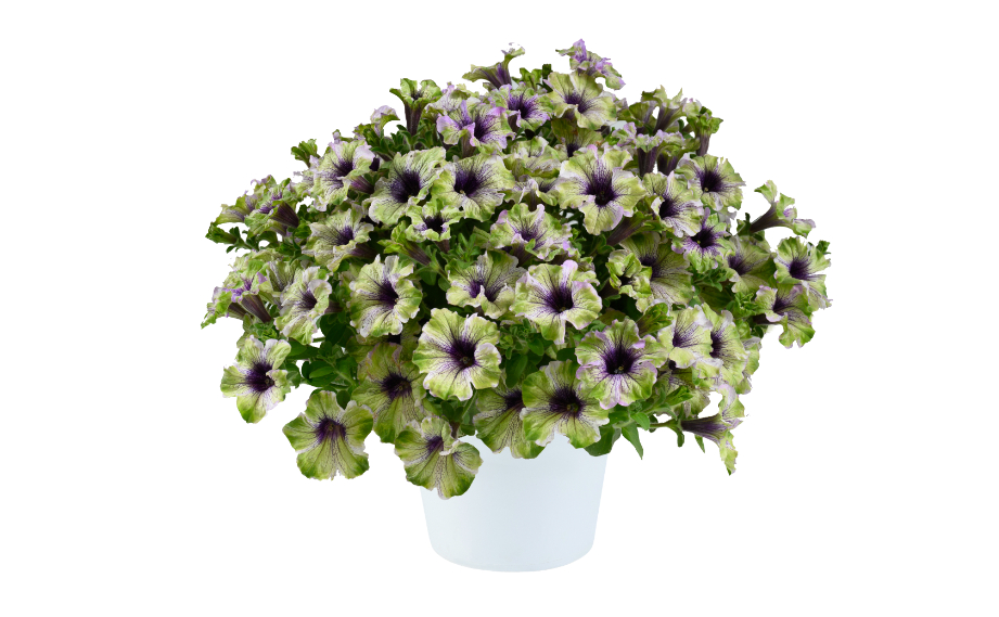 ペチュニア　アマゾナス プラムコカトゥー