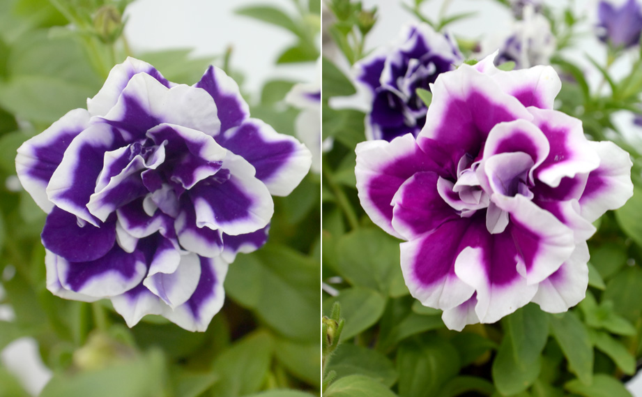 ペチュニア 万葉の美　さらしな紫