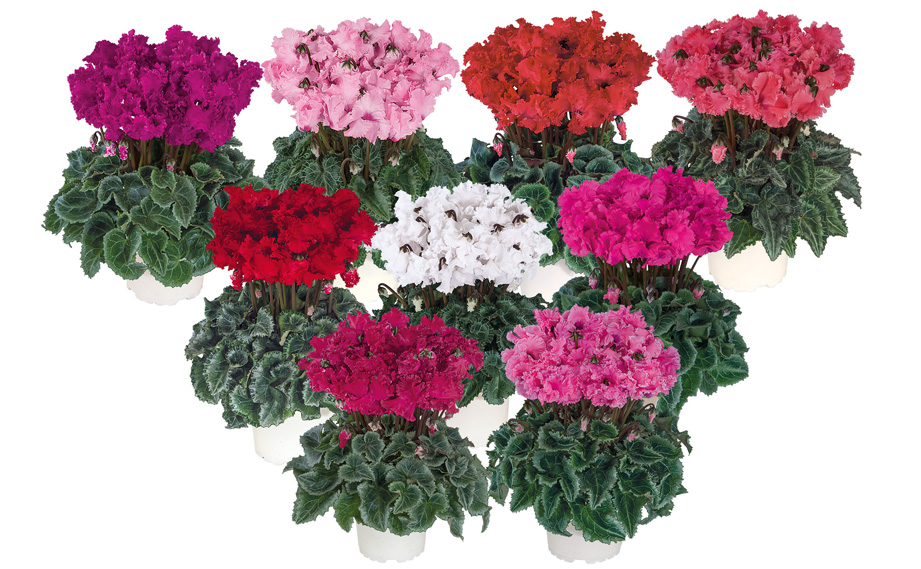 シクラメン F1　メティス クリスピーノ