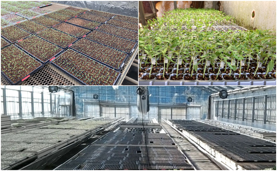 野菜接ぎ木苗　群馬農場<