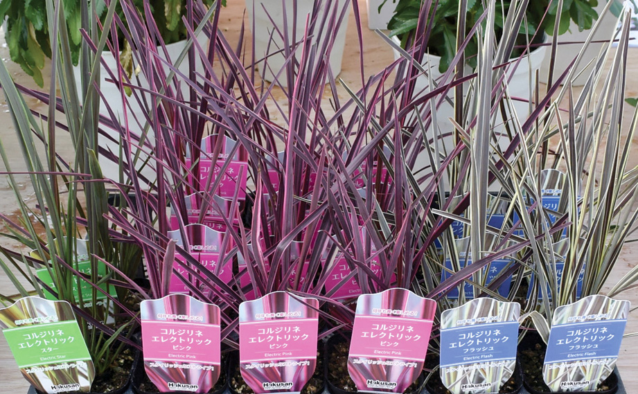 コルジリネ バンクシー エレクトリック シリーズ｜WEBカタログ｜未来アグリス株式会社未来アグリス株式会社農と園芸の実りのために