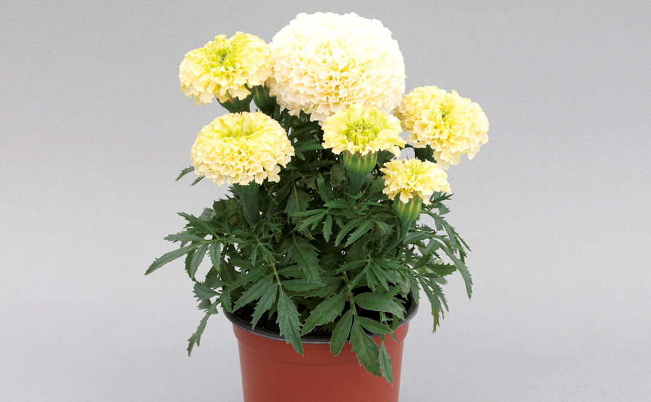 マリーゴールド アフリカン　ホワイトゴールド ミニ