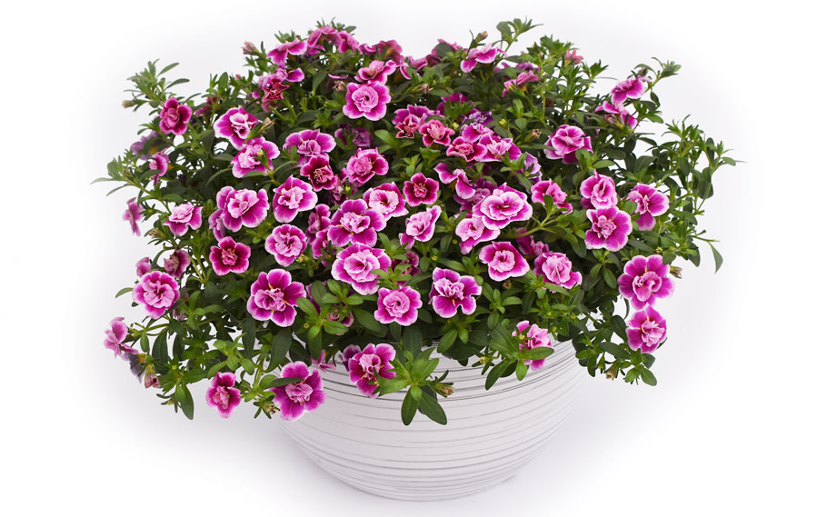 カリブラコア　カリタスティックダブル